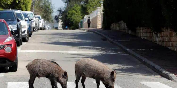 Jabalíes invaden Haifa en medio del bloqueo por el coronavirus