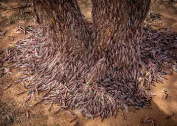 Plaga de langostas: La segunda ola será 20 veces más grande que la primera