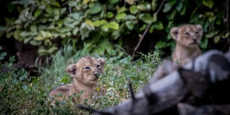 Zoológico Bíblico de Jerusalem recibe primeros cachorros de león asiáticos