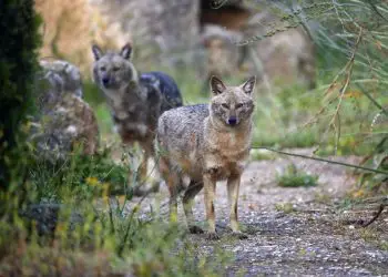 Israel reabrirá 20 parques nacionales y reservas naturales el miércoles