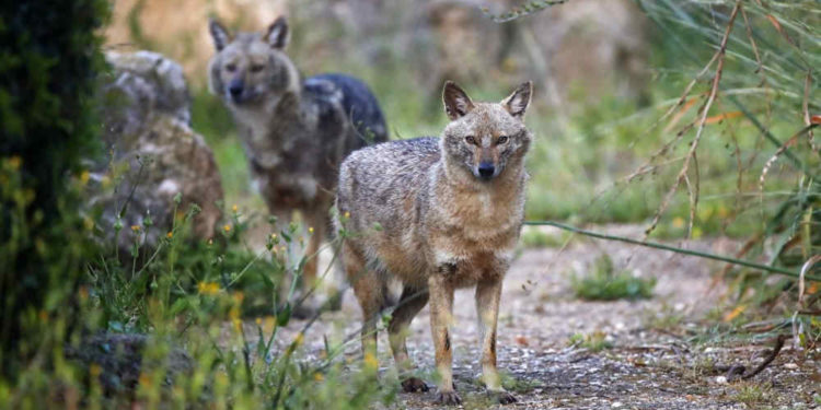 Israel reabrirá 20 parques nacionales y reservas naturales el miércoles