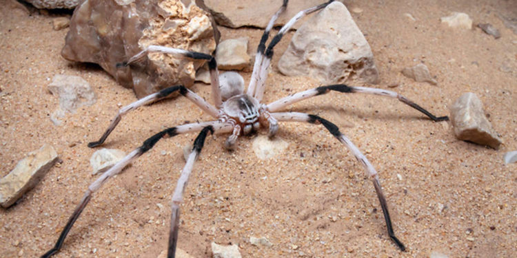 La araña más grande de Israel: Cerbalus aravaensis