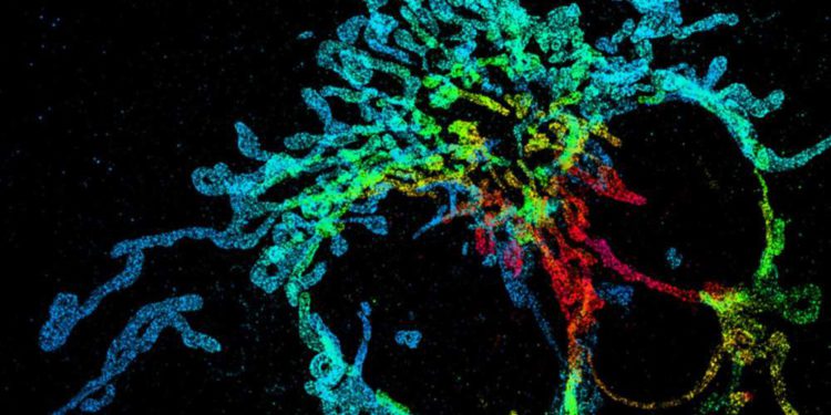 Microscopio desarrollado en Israel ofrece una vista 3D de las células