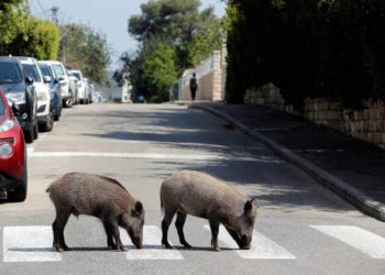 Niño israelí graba a un jabalí comiéndose su tarea en Haifa