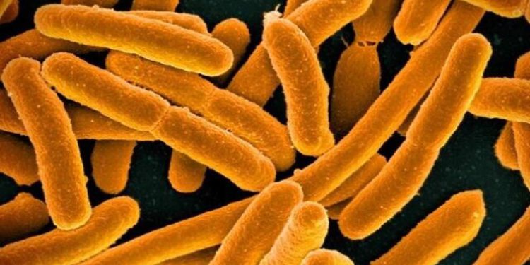 Médicos israelíes se preparan para lanzar 20 millones de bacterias al espacio