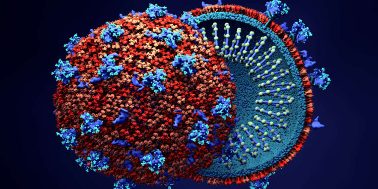 El coronavirus y el cáncer secuestran las mismas partes en las células humanas para propagarse