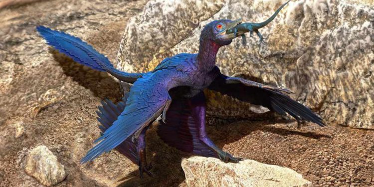 Científicos israelíes identifican la primera prueba de muda de plumas en un dinosaurio volador