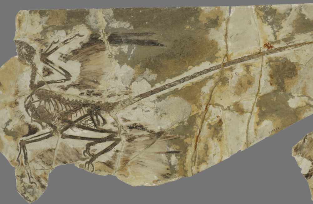 Científicos israelíes identifican la primera prueba de muda de plumas en un dinosaurio volador