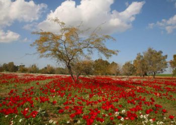 El desierto del Néguev floreció hace 1,6 millones de años