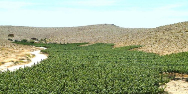 Arqueólogos israelíes revelan secretos de la antigua industria del vino del Néguev