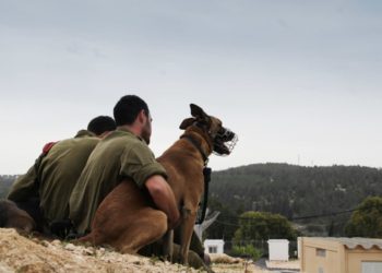 EAU implementan el uso de perros entrenados para detectar infecciones de coronavirus