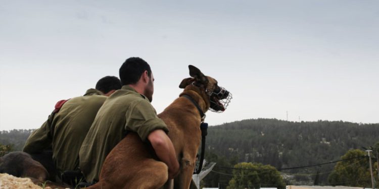 EAU implementan el uso de perros entrenados para detectar infecciones de coronavirus