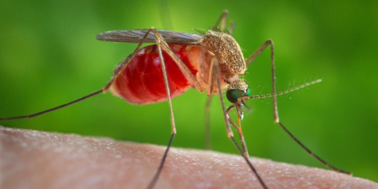 Mosquitos con el virus del Nilo Occidental hallados en Israel dos veces en un mes