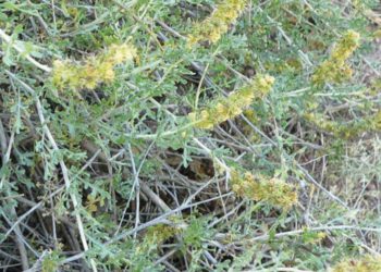 Científicos israelíes combaten plaga agresiva de plantas