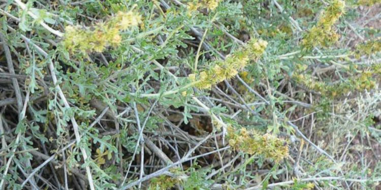 Científicos israelíes combaten plaga agresiva de plantas