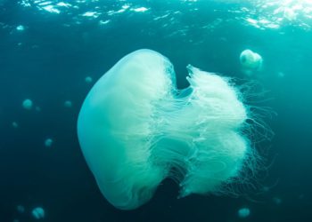 Científicos israelíes advierten sobre medusas gigantes en la costa de Haifa