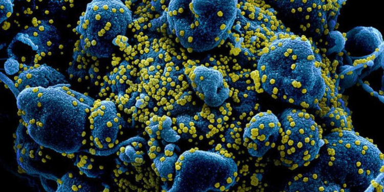 La vida oculta de los virus