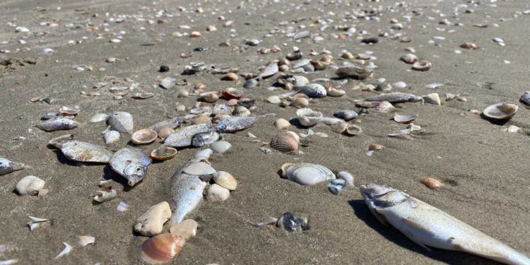 La muerte de peces en Israel está relacionada con el rápido calentamiento de los mares