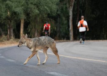 Bebé atacado por chacal en parque de Tel Aviv