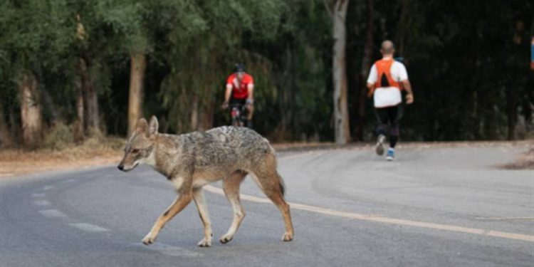 Bebé atacado por chacal en parque de Tel Aviv
