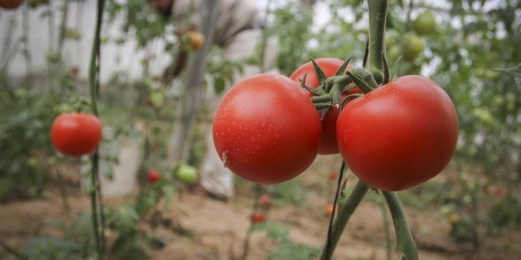 Científicos israelíes luchan contra devastadora enfermedad que afecta a los tomates