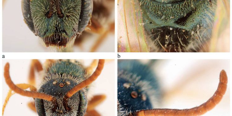 2020 comenzó con avispones asesinos y termina con nuevas especies de abejas