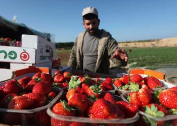 Se exportan a Judea y Samaria casi 50 toneladas de fresas de Gaza