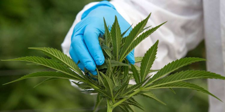 Industria del cannabis de Israel se prepara para la legalización