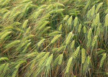 Científico israelí demuestra que las plantas toman nutrientes del polvo en el viento