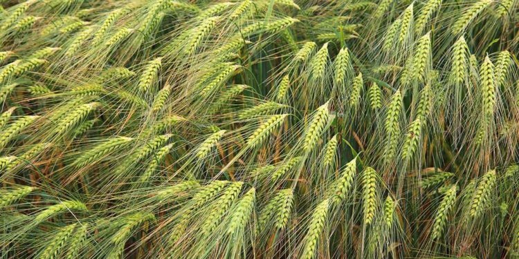 Científico israelí demuestra que las plantas toman nutrientes del polvo en el viento