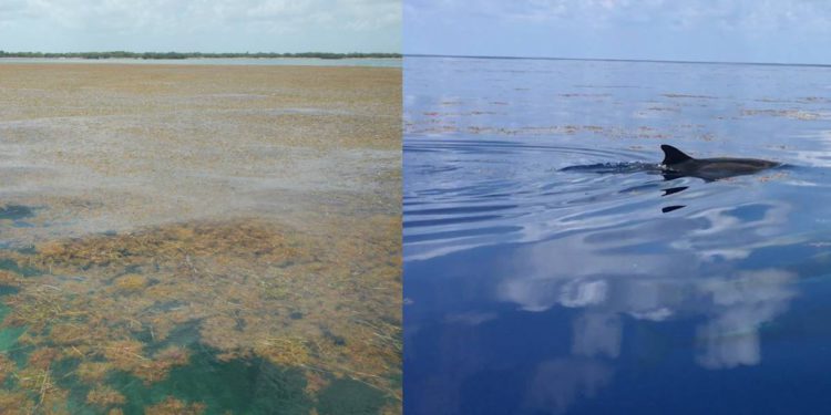 El desastre ambiental del Caribe se encuentra con la innovación israelí