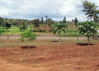 La tierra de Israel está siendo robada a plena luz del día