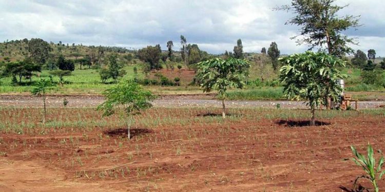 La tierra de Israel está siendo robada a plena luz del día