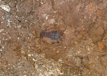 Granada de mano de la Primera Guerra Mundial desenterrada en Jerusalem