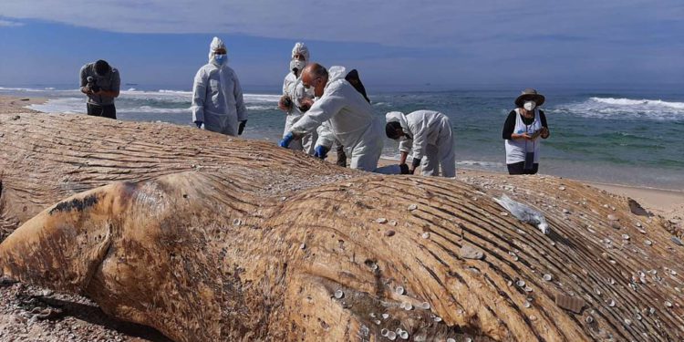 Israel cierra todas las playas del Mediterráneo debido a derrame de alquitrán