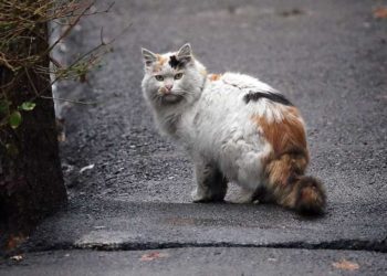 Gato provoca un gran incendio en una central eléctrica iraní