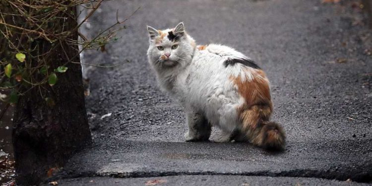 Gato provoca un gran incendio en una central eléctrica iraní