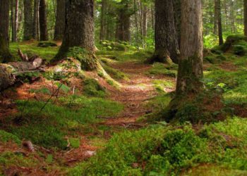 Israel es el centro mundial de plantas ancestrales que hay que preservar