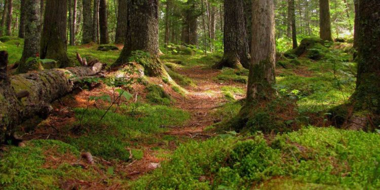 Israel es el centro mundial de plantas ancestrales que hay que preservar