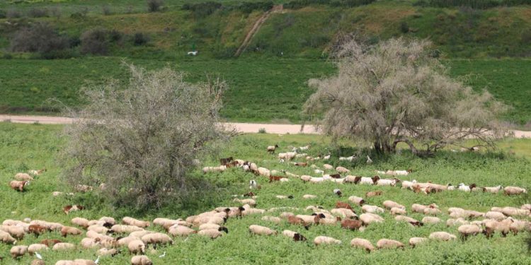 Vistas de la ciudad natal de Goliat muestran su importancia estratégica
