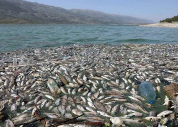 Toneladas de peces muertos aparecen a orillas de lago del Líbano