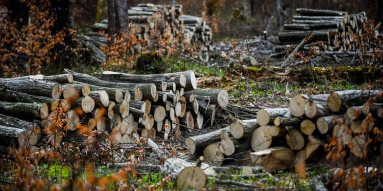 La masiva tala de árboles por parte de Turquía en el Kurdistán iraquí provoca críticas