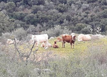 2 hombres declarados culpables de maltrato animal en el norte de Israel