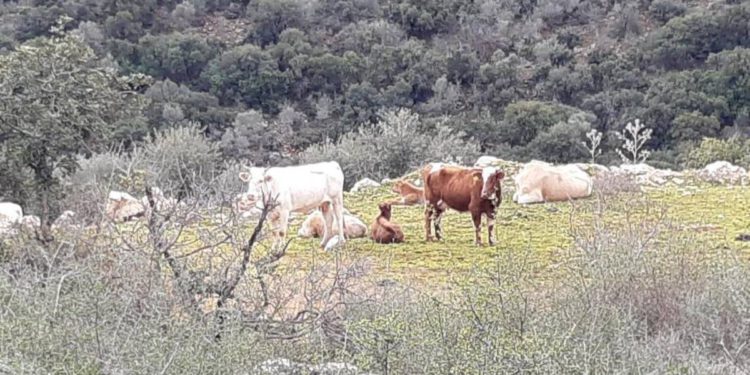 2 hombres declarados culpables de maltrato animal en el norte de Israel