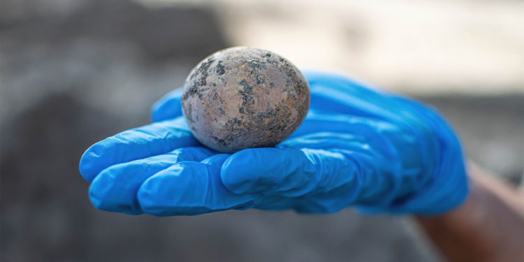 Arqueólogos hallan huevo de gallina de hace 1000 años en Israel