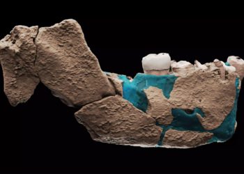 Descubren en Israel nueva especie humana desconocida