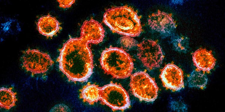 Tres fármacos combaten el coronavirus con un éxito de "casi el 100%" en laboratorio de Jerusalén