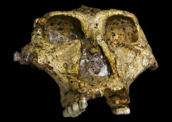 Un estudio desmiente la teoría sobre la dieta de los primeros humanos