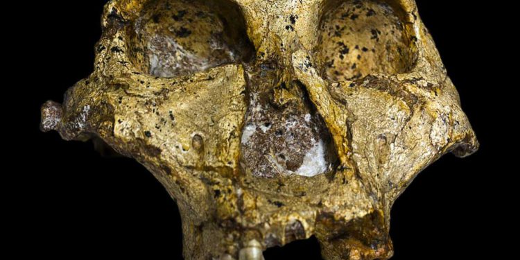 Un estudio desmiente la teoría sobre la dieta de los primeros humanos