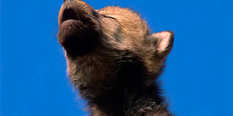 Un estudio demuestra por qué no se pueden tener lobos como mascotas